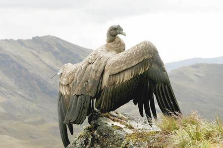 --- Le condor ---